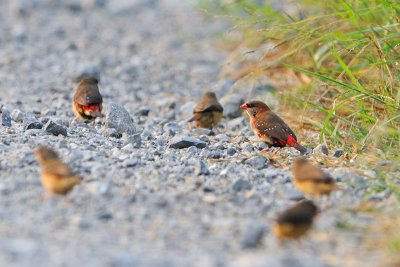 Red Avadavat (Estrilda amandava)