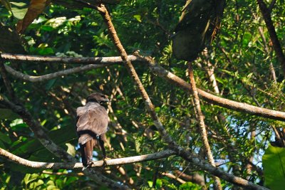 Changeable Hawk Eagle ( Dark Morph)