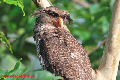  Barred Eagle Owl (Bubo sumatranus)