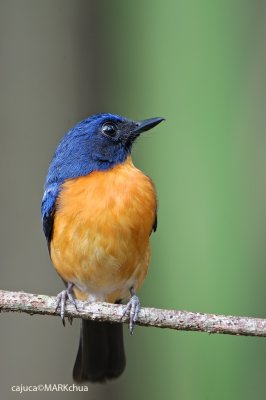 Mangrove Blue-flycatcher (Cyornis rufigastra)