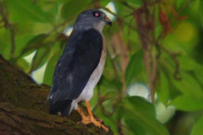 Chinese Sparrowhawk (Accipiter soloensis), adult male