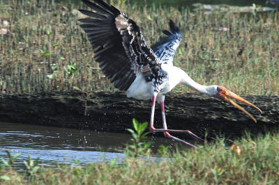 Painted Stork (Mycteria leucocephala)