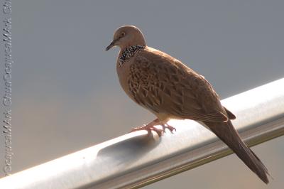 SPOTTED DOVE (Streptopelia chinensis)