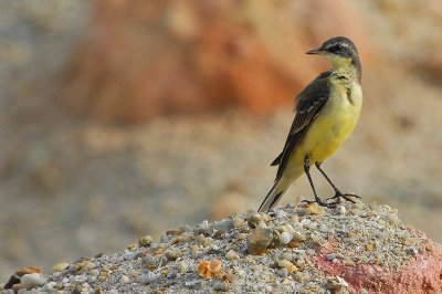 Yellow Wagtail ( Motacilla flava )