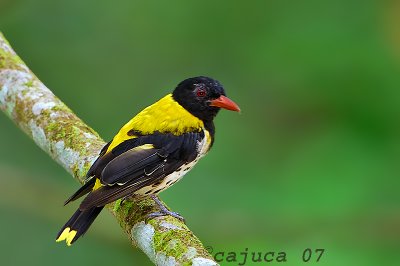 Dark-throated Oriole (Oriolus xanthonotus)