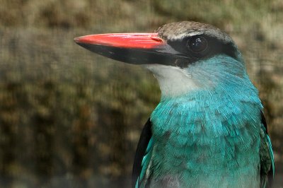 Blue-breasted Kingfisher ( Halcyon malimbica)