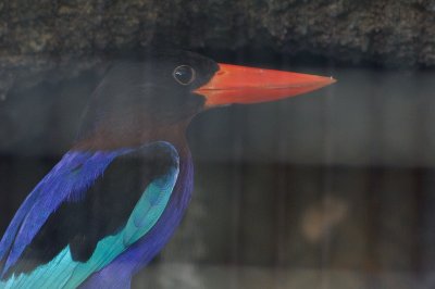 Javan-Kingfisher (Halcyon cyanoventris)
