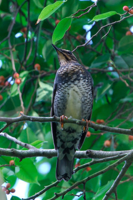 Siberian Thrush ( Zoothera sibirica )