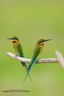 Blue-tailed Bee-Eater