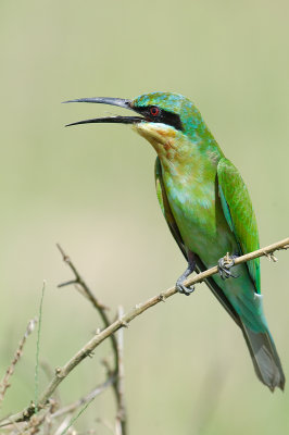 Blue-tailed Bee-Eater (Merops philippinus)