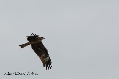 Black Kite