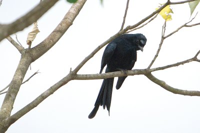 black-drongon.jpg