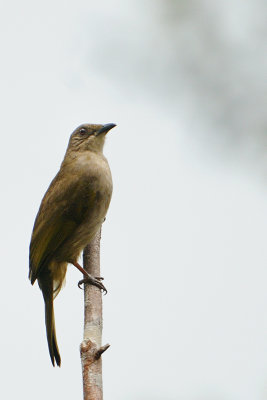 Olive-winged Bulbul ( Pycnonotus plumosus )