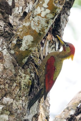 Crimson-winged Woodpecker (Picus puniceus) 