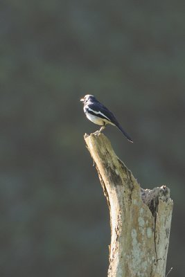 Oriental Magpie-Robin ( Copsychus saularis )