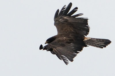 Black Eagle  (Ictinaetus malayensis)