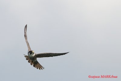 Peregrine Falcon