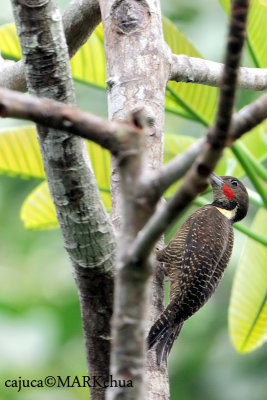 Buff-necked  woodpecker