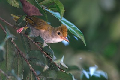 White-bellied Yuhina/Erpornis (Erpornis zantholeuca)