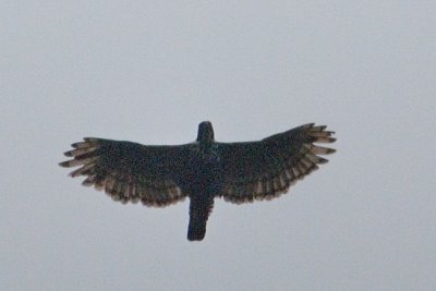 Blyth's Hawk Eagle (Spizaetus alboniger)