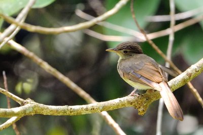 Buff-vented Bulbul
