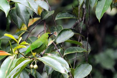 Passeriformes: Chloropseidae (Leafbirds)