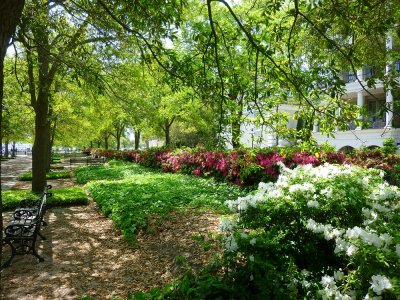 Charleston Springtime