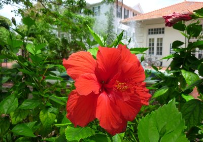 Key West Foliage
