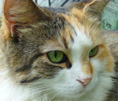 Hemingway Cat