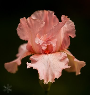 g3/18/553318/3/114159087.2LZKMl3x.jpg