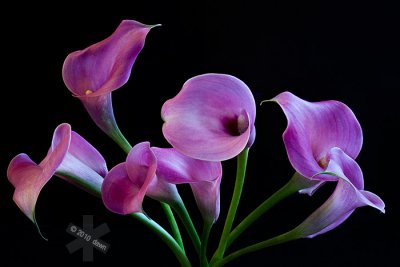 g3/18/553318/3/125430560.2HK8jkSJ.jpg