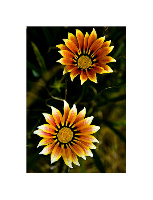 African Daisies