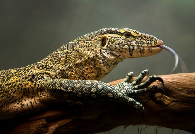 Nile Monitor Lizard