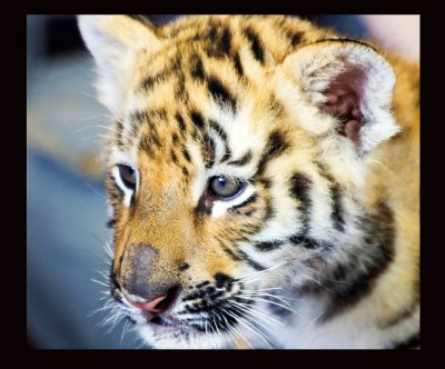 Baby Bengal