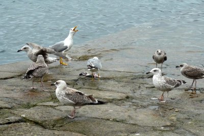 Gaviotas en Puerto Fisterra