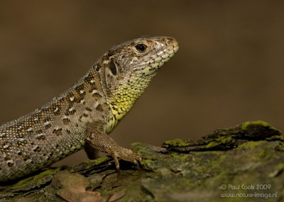 Zandhagedis / Sand Lizard