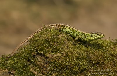 Zandhagedis / Sand Lizard