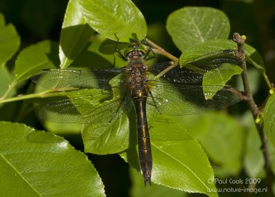 Downy Emerald / Smaragdlibel