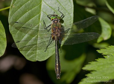 Downy Emerald / Smaragdlibel