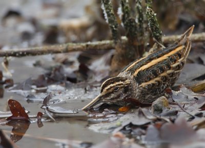 Jacksnipe / Bokje