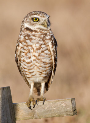 Burrowing owl / Holenuil