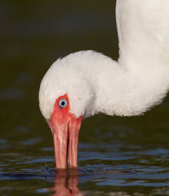 White Ibis / Witte Ibis