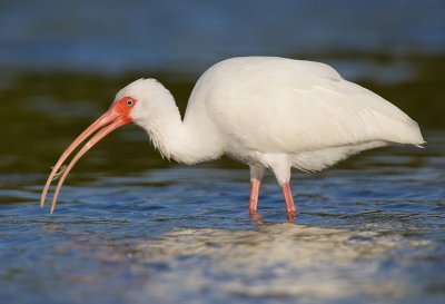 White Ibis / Witte Ibis