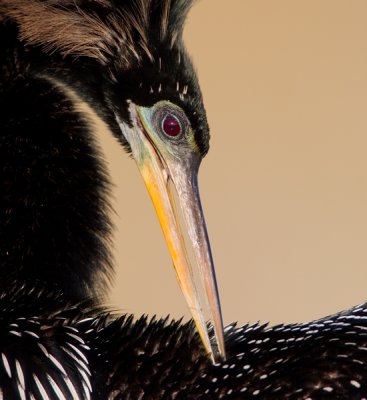 Anhinga / Amerikaanse Slangenhalsvogel