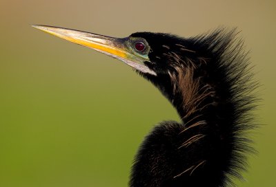 Anhinga / Amerikaanse Slangenhalsvogel