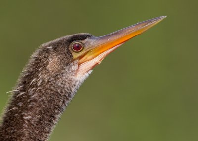 Anhinga / Amerikaanse Slangenhalsvogel