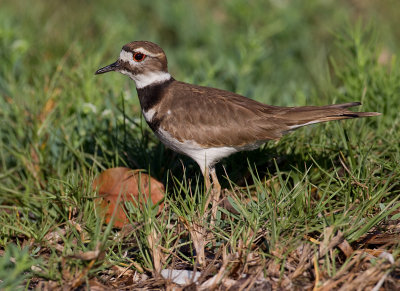 Killdeer / Killdeerplevier