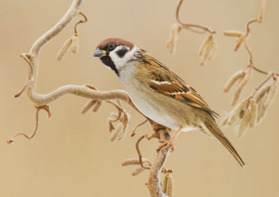 Treesparrow / Ringmus