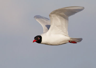 Mediterranean Gull / Zwartkopmeeuw 