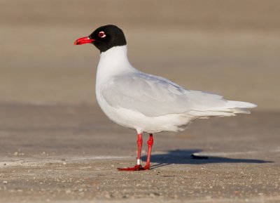 Mediterranean Gull / Zwartkopmeeuw 